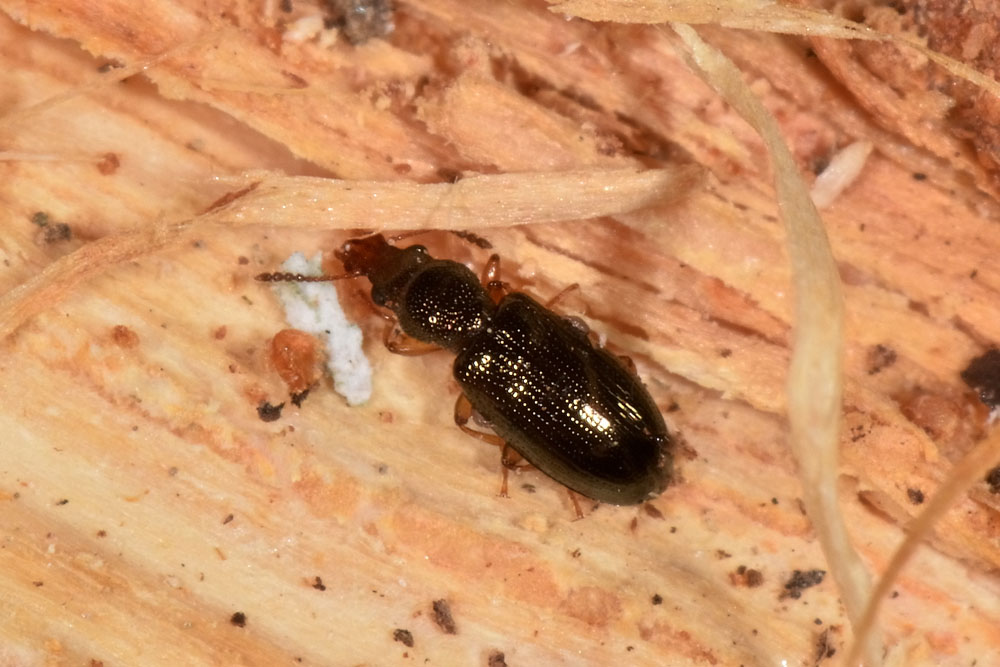 Salpingidae:   Salpingus planirostris